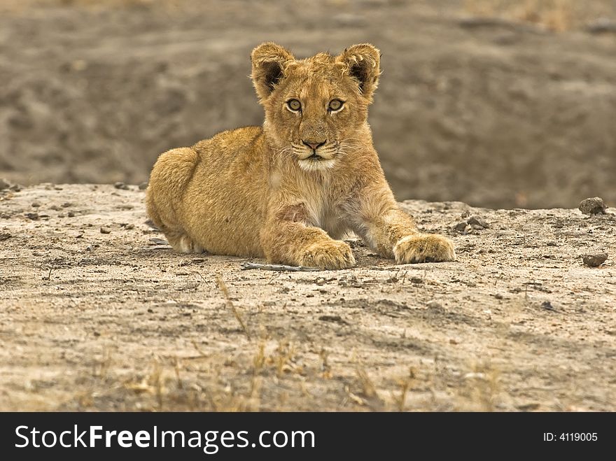 A Lion cub From Kruger Park, South Africa. A Lion cub From Kruger Park, South Africa