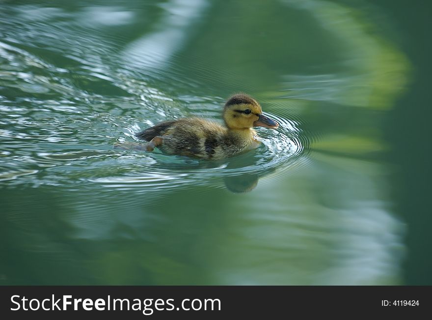 A baby duck swimming looking for its mom. A baby duck swimming looking for its mom