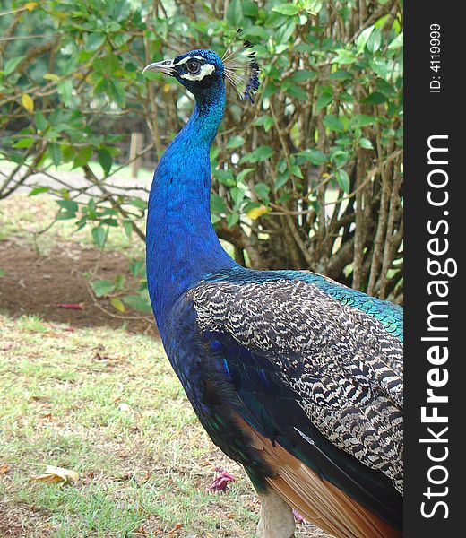 A male peacock in Kauai