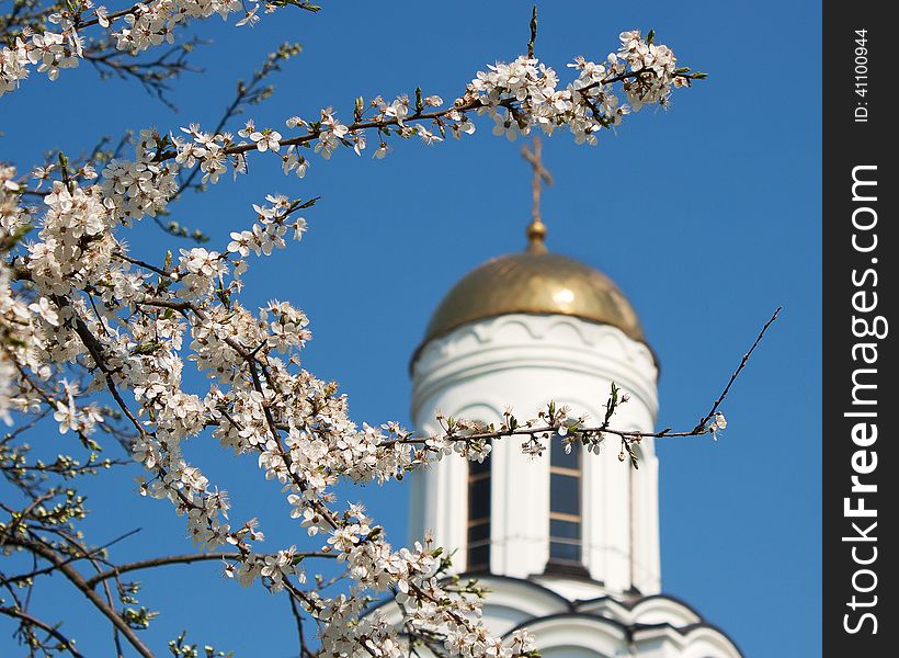 Blooming Branch Of Cherry On A Background Of Church