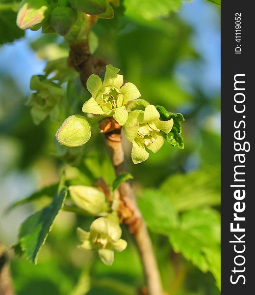 Flowers Of Currant