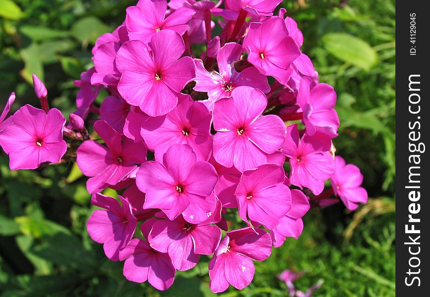 Nice garden flowers are very beautiful lilac color. Nice garden flowers are very beautiful lilac color