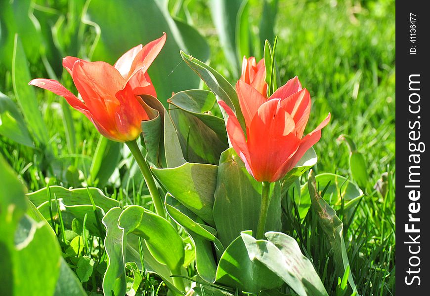 Two red tulips on the lawn early spring