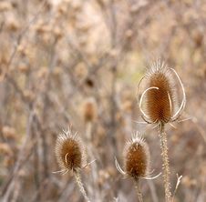 Three Thistles Royalty Free Stock Images Three Thistles Royalty Free Stock Images