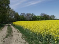 Rape Field By A Road Royalty Free Stock Photos Rape Field By A Road Royalty Free Stock Photos