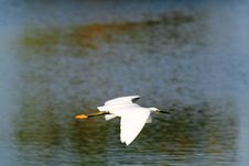 Great Egret In Flight Royalty Free Stock Image Great Egret In Flight Royalty Free Stock Image