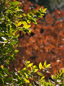 Autumn Colors Stock Photo Autumn Colors Stock Photo