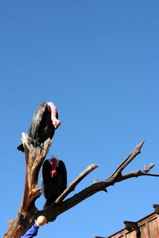 Vultures On A Branch Stock Photography Vultures On A Branch Stock Photography