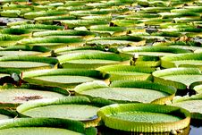 Royal Water Lily, Victoria Amazonica Royalty Free Stock Images Royal Water Lily, Victoria Amazonica Royalty Free Stock Images