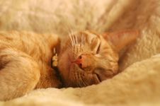 Sleeping Kitten Royalty Free Stock Photography