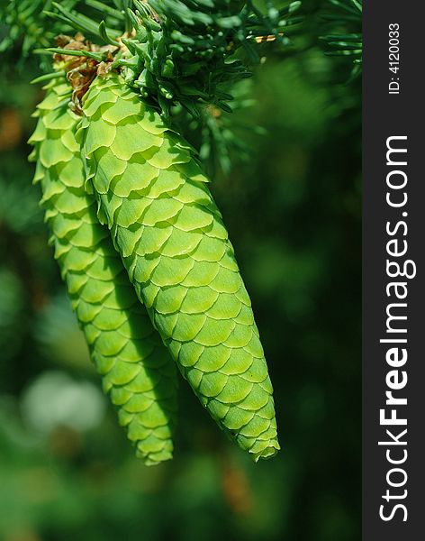 Close-up on a green cones in spring