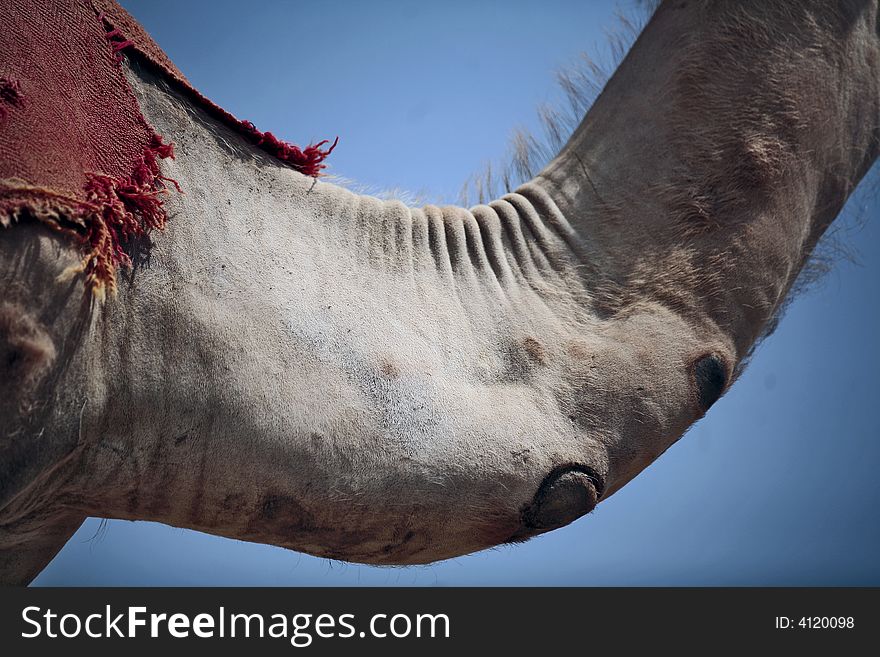 A picture of a close up on a camel's neck