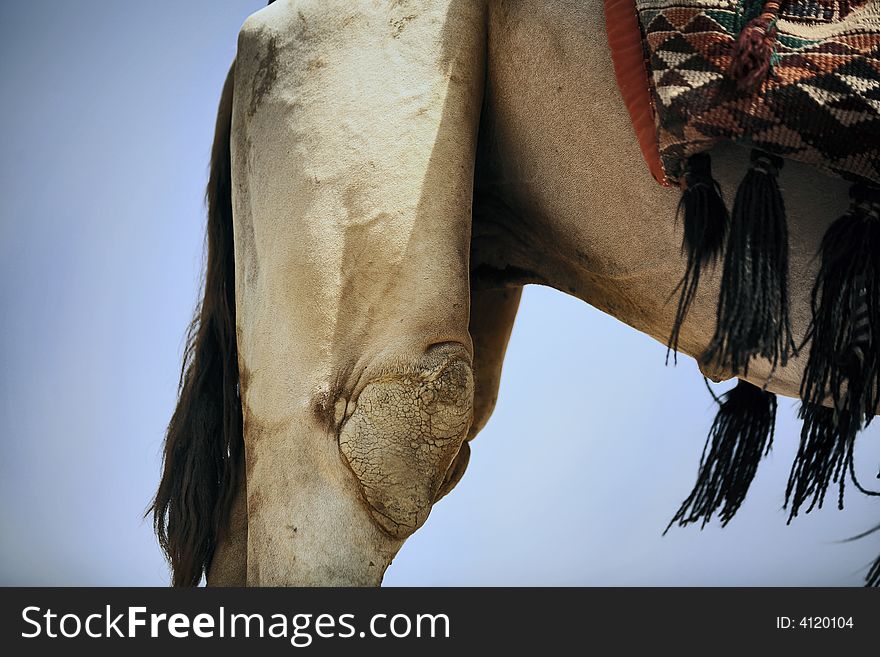 Detailed close up of a Camels legs and back
