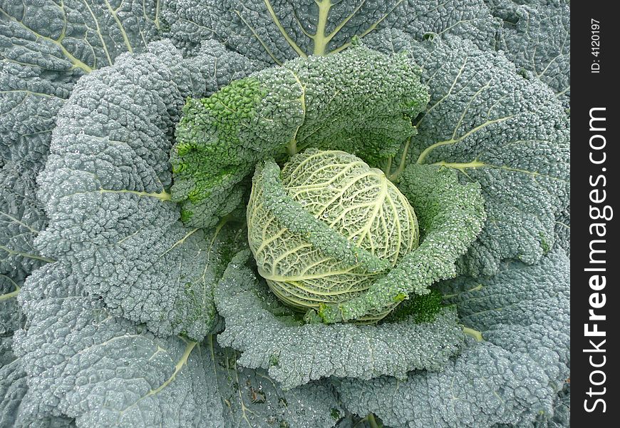 Cabbage in the field - short before harvesting