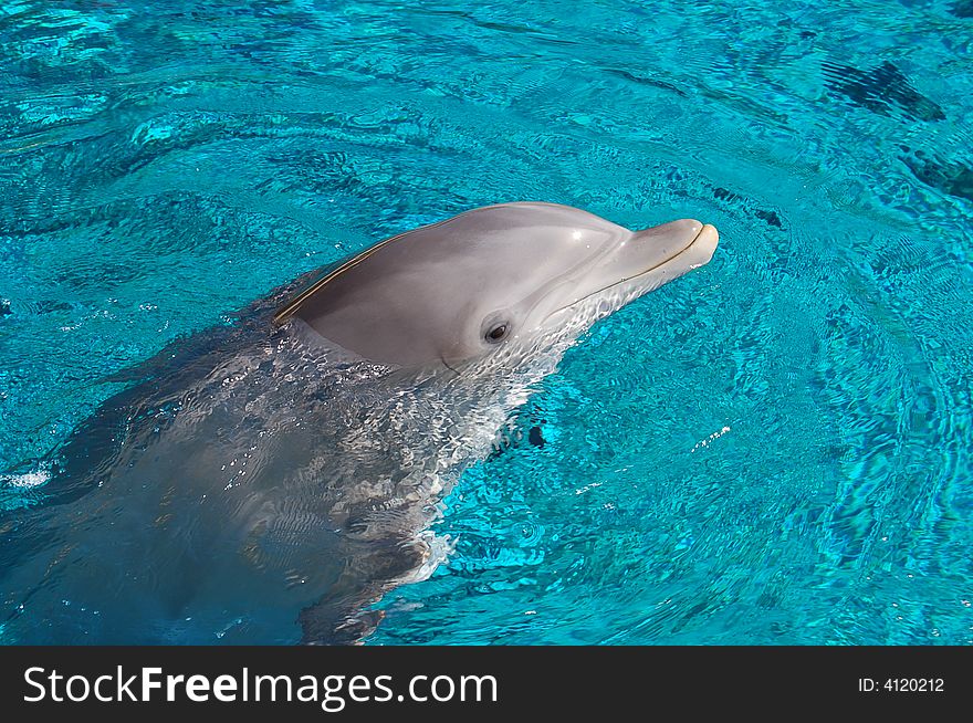 Cut dolphin smiling in Las Vegas