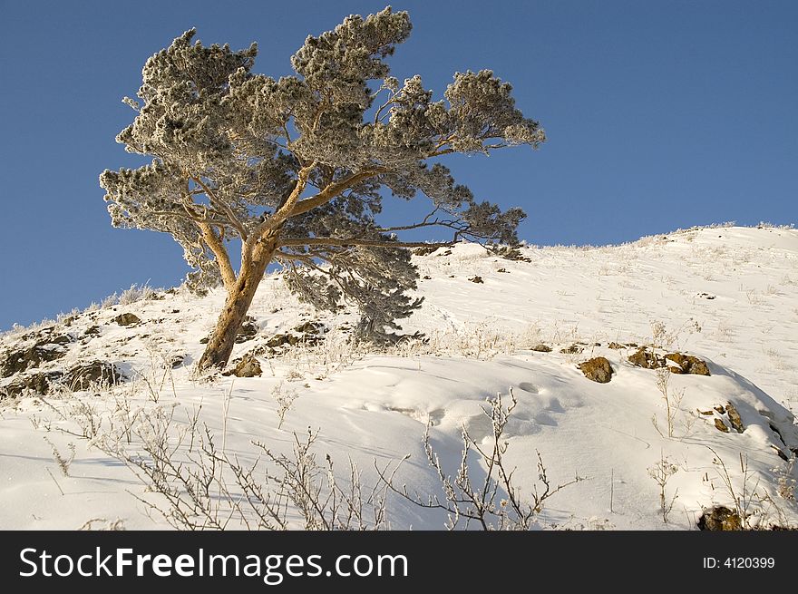 Snowy Winter Tree.