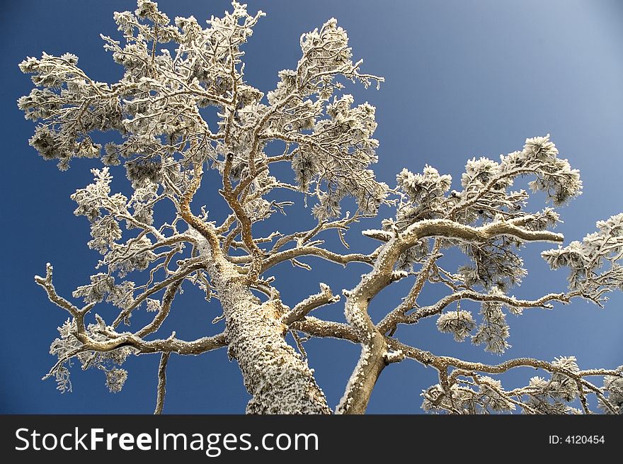 On a background of the light-blue sky a tree in snow. On a background of the light-blue sky a tree in snow.