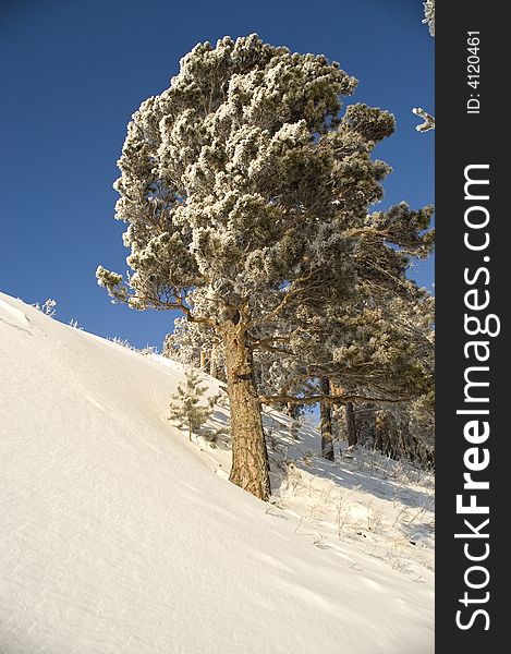 Slope of a mountain. A tree in snow on a background of the light-blue sky. Slope of a mountain. A tree in snow on a background of the light-blue sky.