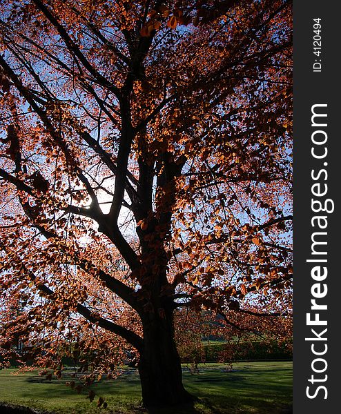 Tree with orange leaves in the Czech Republic