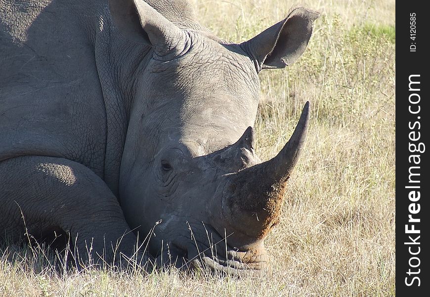 This female rhino was soundly resting in the warmth of the day, she was pregnant so its understandable she needs rest
