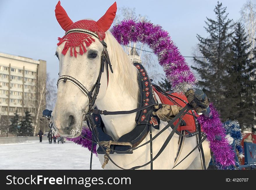 Winter. A holiday. The white horse in a costume. Winter. A holiday. The white horse in a costume.