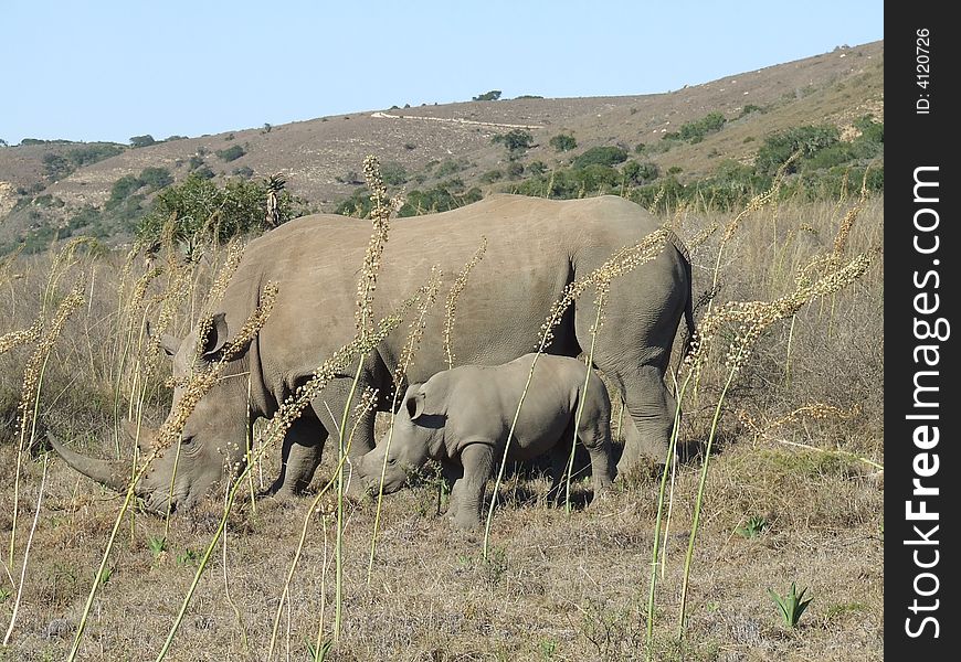 Rhino And Calf