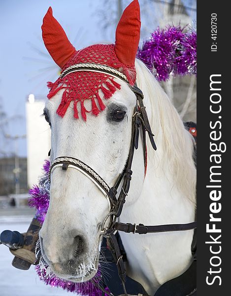 Winter. A holiday. The white horse in a costume. Winter. A holiday. The white horse in a costume.