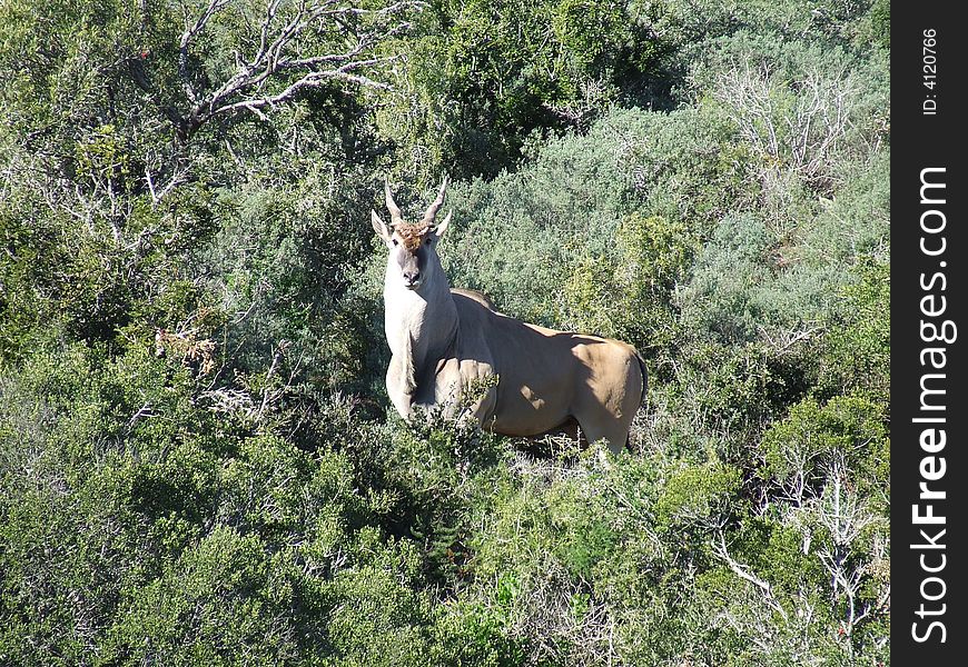 This eland was all alone and the sorrounding bush provided good background for a photo