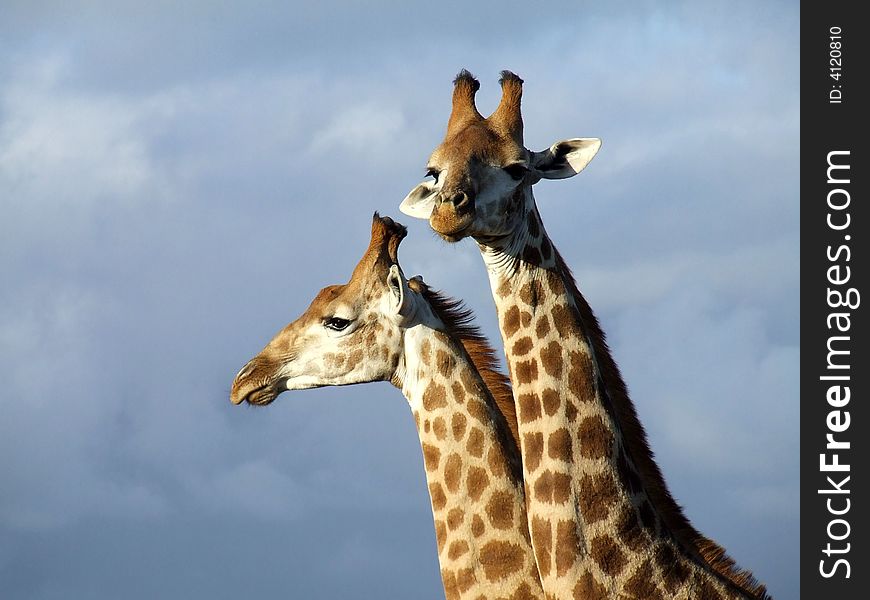 Two giraffe