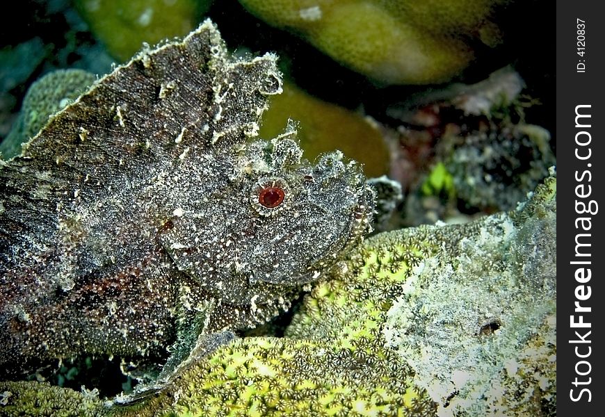 A black variation of leaf scorpionfish (Taenianotus triacanthus) with a red eye!