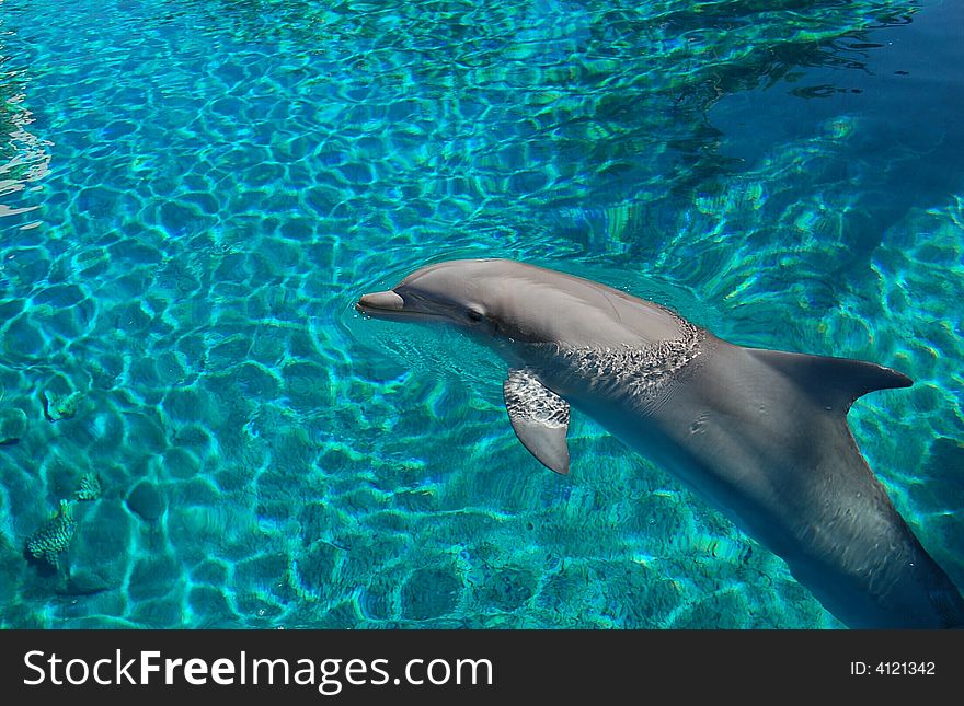 Cute dolphin in fish tank, Las Vegas