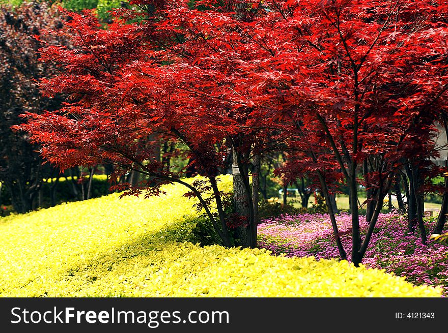 Mapple, red leaves, yellow leaves, pink flowers, colorful spring. Mapple, red leaves, yellow leaves, pink flowers, colorful spring