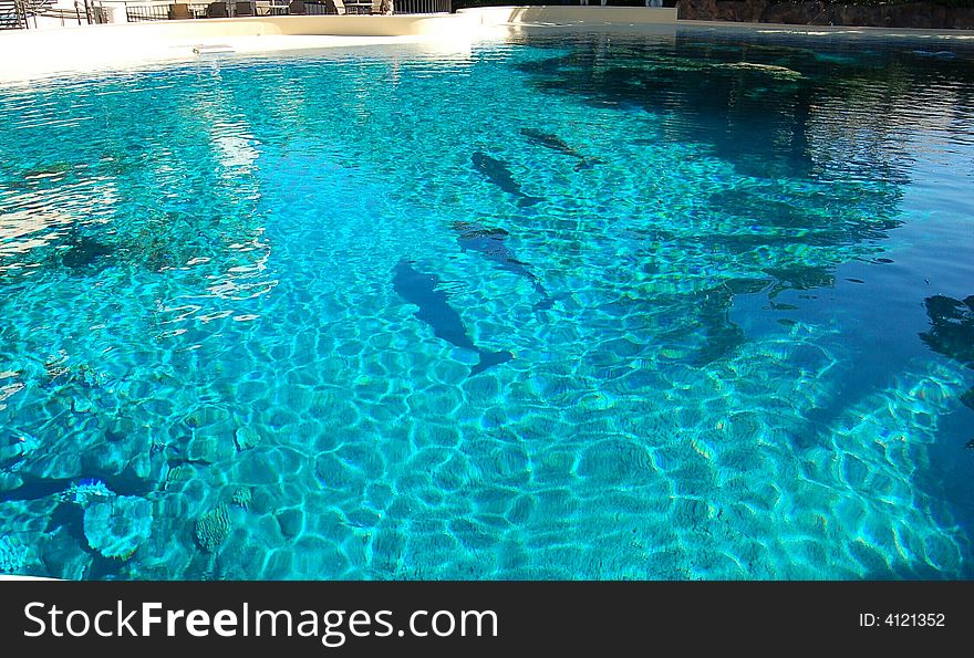 Four dolphins are in fish tank