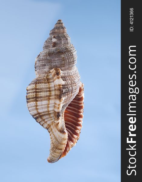 Multicolored Sea Shell On A Blue Background.