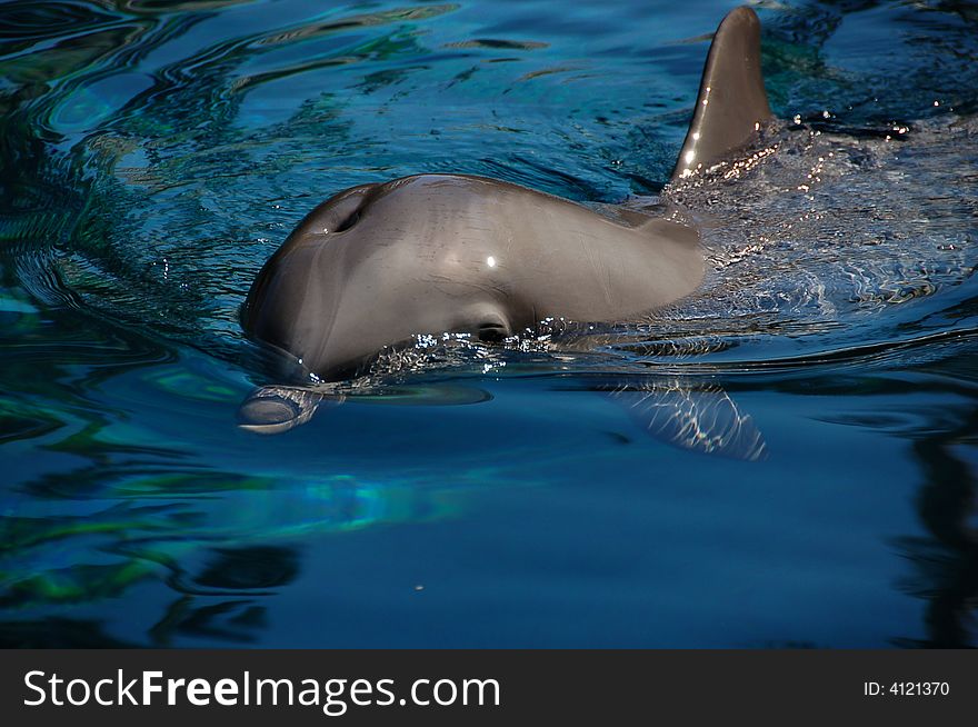 Cute dolphin swimming in a fish tank