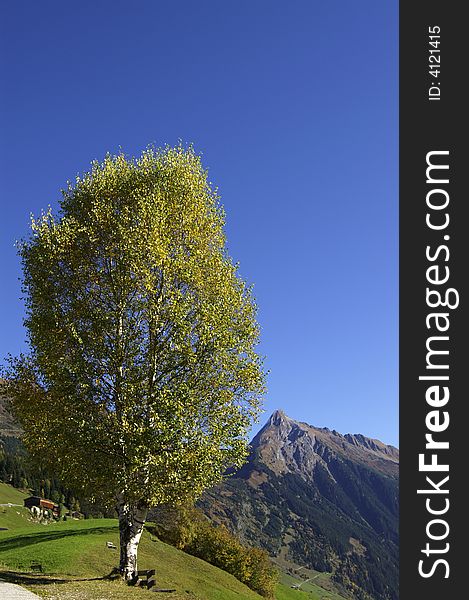 A birchtree with a peak in the background. A birchtree with a peak in the background