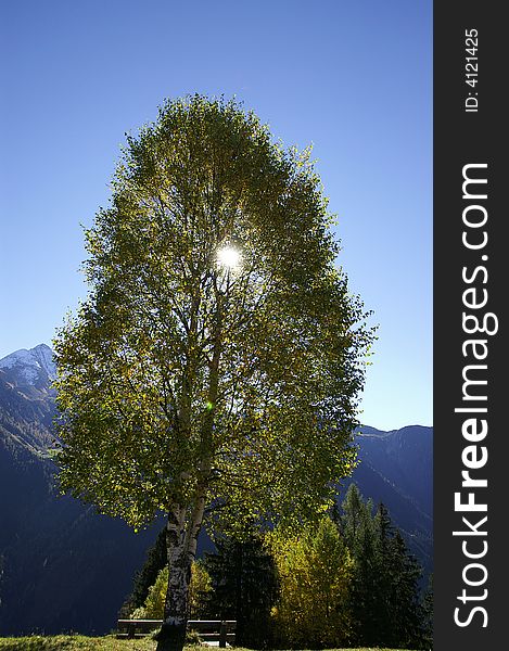 Birchtreesun