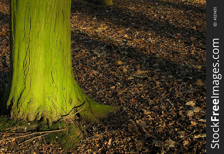 Green Tree Tunk in the winter sun, surronded by fallen leaves. Green Tree Tunk in the winter sun, surronded by fallen leaves