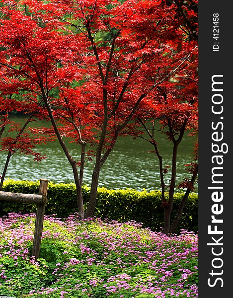 Mapple, red leaves, yellow leaves, pink flowers, colorful spring. Mapple, red leaves, yellow leaves, pink flowers, colorful spring