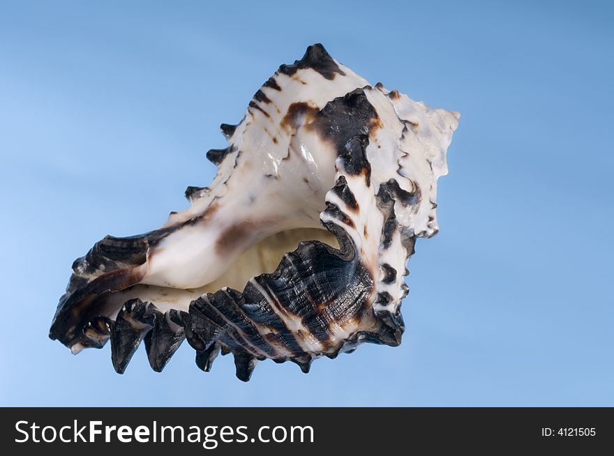 Multicolored sea shell on a blue background.