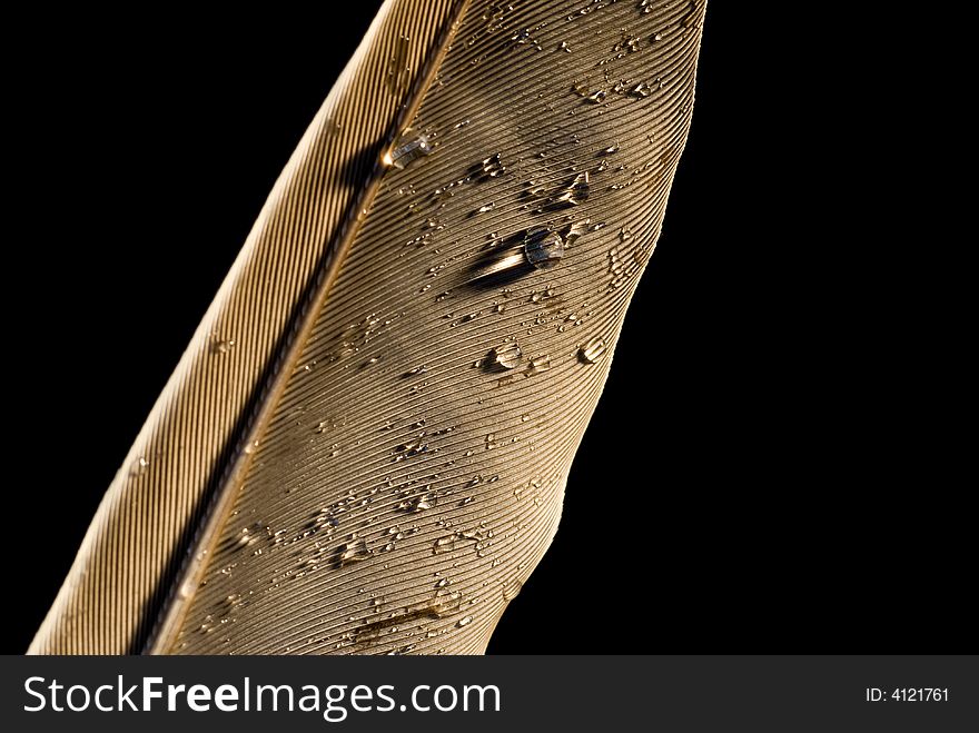 Macro/details of feather covered with small droplets of water. Macro/details of feather covered with small droplets of water.