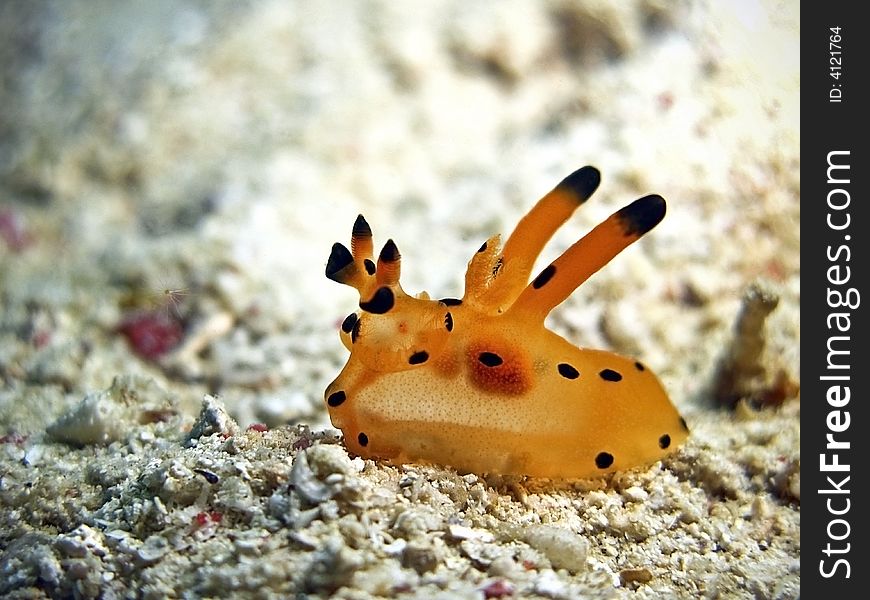 It has a cute common name, the Pikachu by the locals in Mabul Island. It has a cute common name, the Pikachu by the locals in Mabul Island