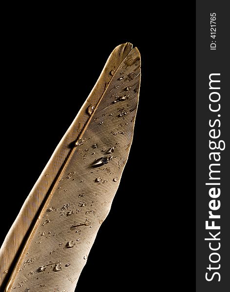 Macro/details of feather covered with small droplets of water. Macro/details of feather covered with small droplets of water.