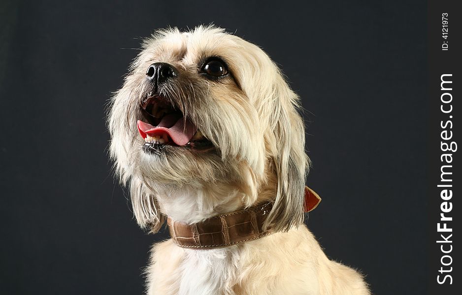 Dog shot in Studio wearing an expensive leather collar. Dog shot in Studio wearing an expensive leather collar