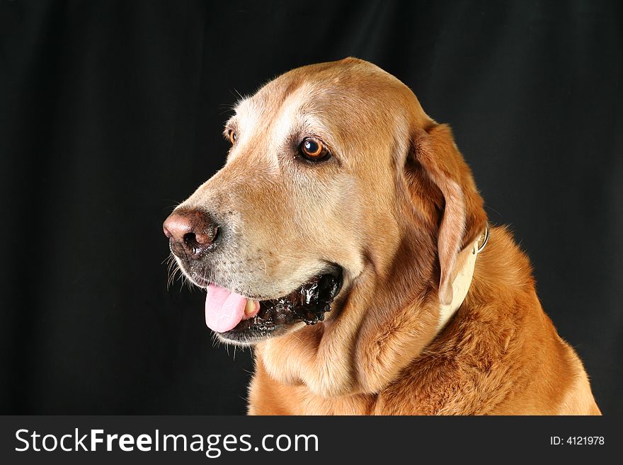Portrait of a Labrador Retriever. Portrait of a Labrador Retriever