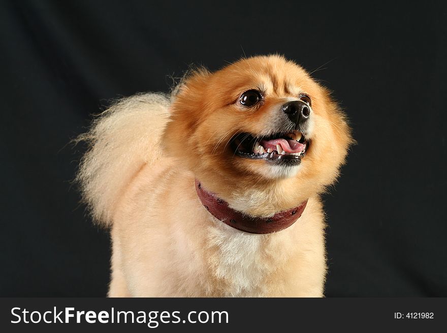 Pomeranian portrait shot at a studio