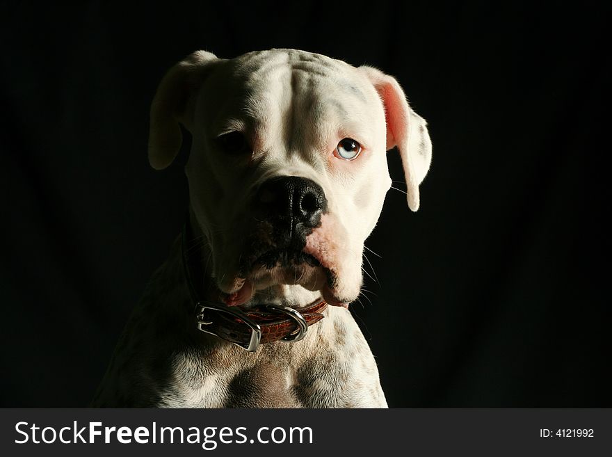 Portrait of an American Bulldog. Portrait of an American Bulldog