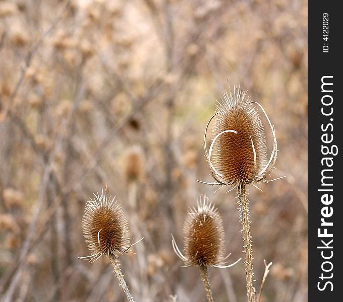 Close up of three thistles in a winter meadow.