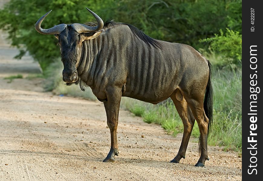 The Blue Wildebeest is a large and Common Herbivore in Africa