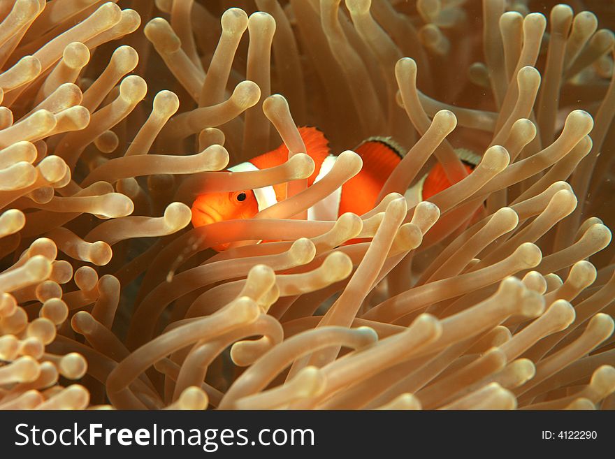 Clown fish darting through the tentacles of an orange sea anemone.